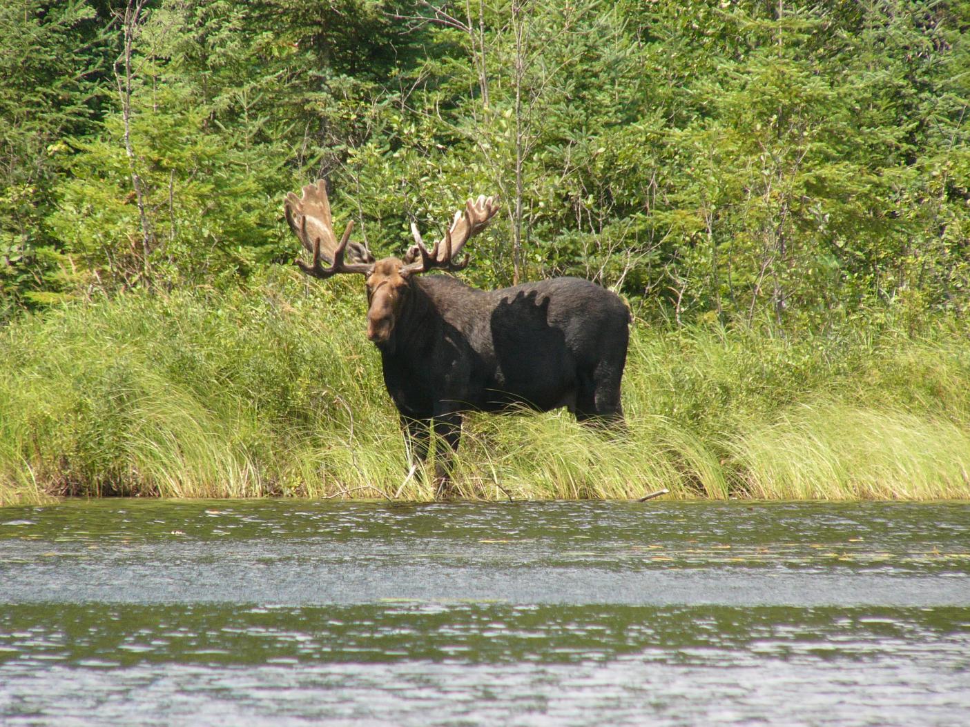 Mr. Moose